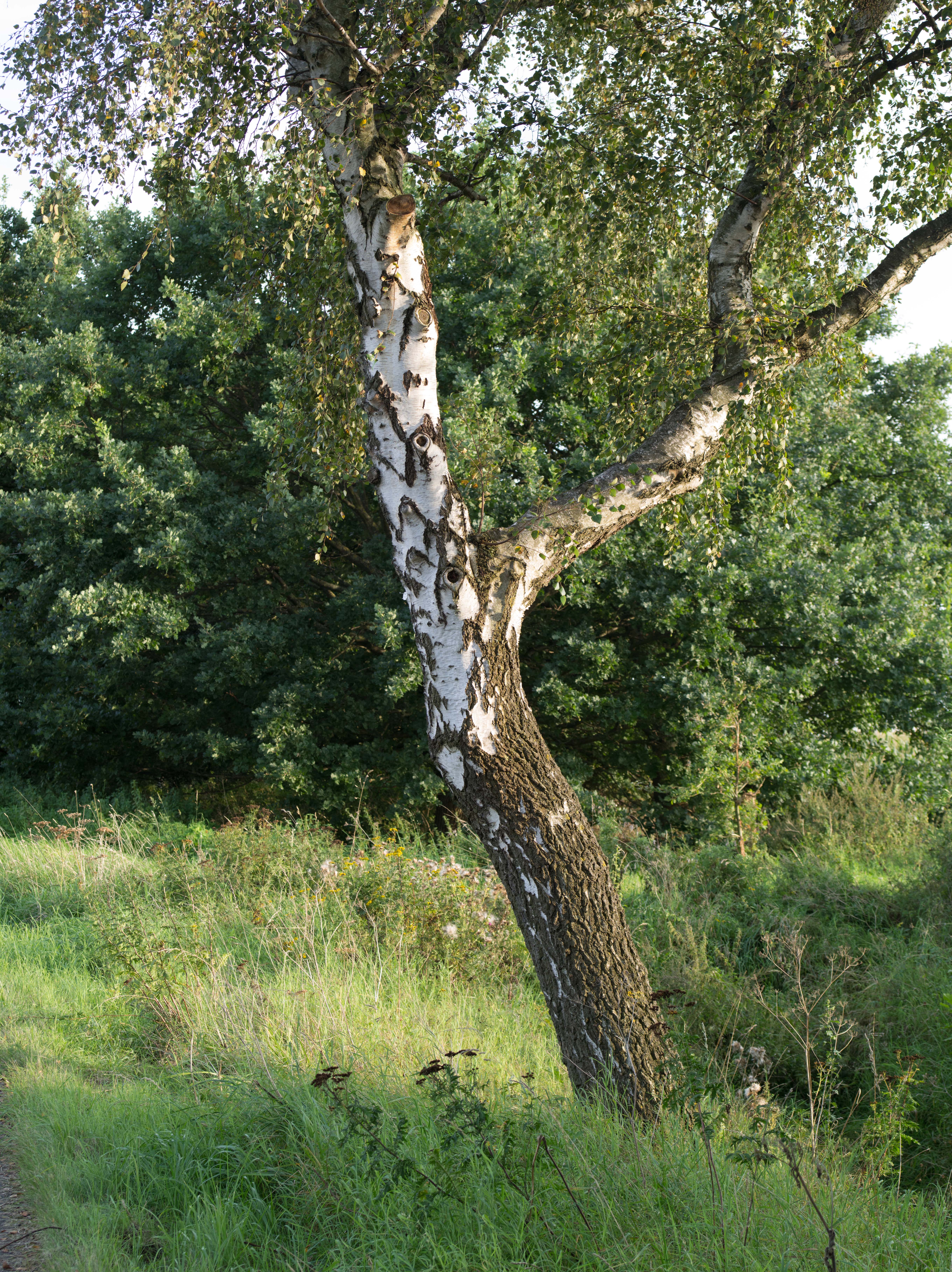 IMGP2806_klein